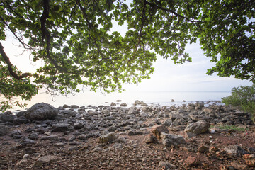 Rocky beach with a tree in the background