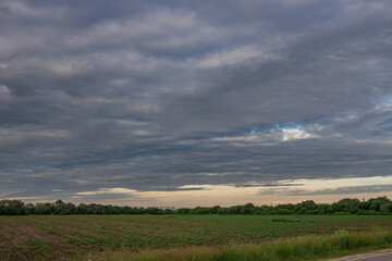 Obraz premium Field of corn is shown with a cloudy sky in the background