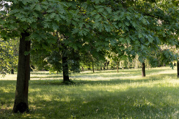 Obraz premium different tree species with fresh green foliage growing in the park in the summer, beautiful deciduous trees with green foliage in sunny summer weather