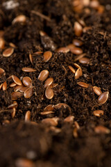 the details of the fertile soil with the addition of ripe flax seeds to obtain a new crop, a large...