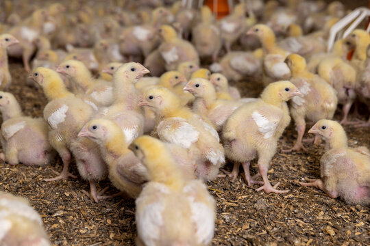 small yellow newly hatched chickens in a large poultry farm, a large number of young chickens in a poultry farm, a breed of chicken broiler for poultry meat production