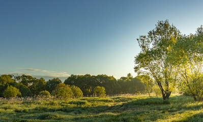 Field of grass with trees in the background