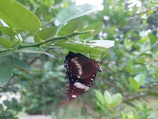 A black butterfly perches on a fresh green leaf, its wings clearly visible with their fine texture and natural pattern. Soft morning lighting, natural bokeh background.