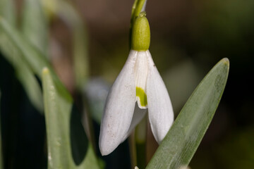 the last flowers of snowdrops in the spring season, the wild flowers of snowdrops at the time of...