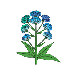 Vibrant blue flower cluster with green leaves on a white background