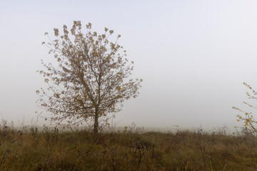 a single birch tree in cloudy weather in a field in autumn, foggy morning and a birch tree with yellow foliage before falling from the branches, foggy weather with thick fog