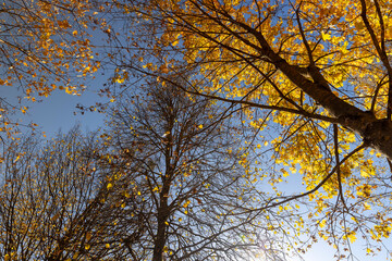 foliage of maples hanging on the branches of a tree during the autumn fall, the beautiful foliage of maples in the autumn season against the background of the blue sky