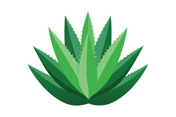 Green aloe vera plant showcasing sharp edges is displayed against a plain background