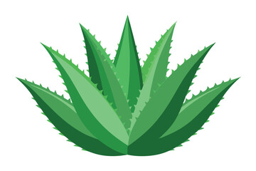 Flat aloe vera plant shows pointed leaves on a clean white background