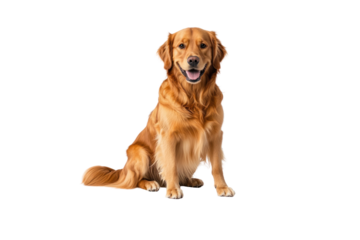Golden Retriever's Portrait: A close-up studio shot of a friendly golden retriever, radiating happiness with its joyful expression, showcasing the essence of companionship and loyalty.