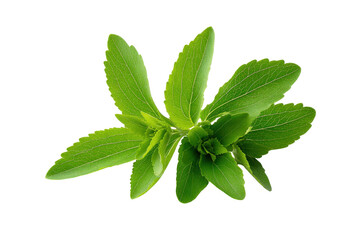 Obraz premium Stevia plant leaves bright green with serrated edges on black background image, Isolated On Transparent Background, Png