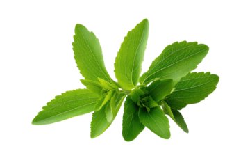 Stevia plant leaves bright green with serrated edges on black background image, Isolated On Transparent Background, Png