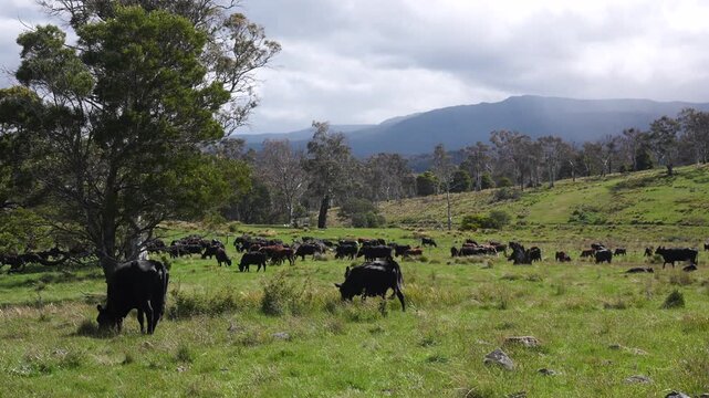 Close up of a black cow grazing on pasture in a field on a farm with the sun setting below	
