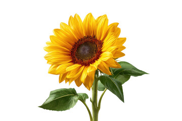 Single bright yellow sunflower with dark center and green leaves on black background bloom blossom, Isolated On Transparent Background, Png