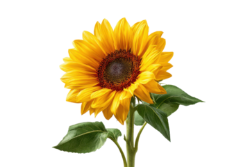 Single bright yellow sunflower with dark center and green leaves on black background bloom blossom, Isolated On Transparent Background, Png