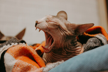 Funny sphynx cat yawning while lying on cozy blanket. Emotional pet portrait with natural light, warm home atmosphere and authentic lifestyle concept. Perfect for humor, comfort and relaxation themes.