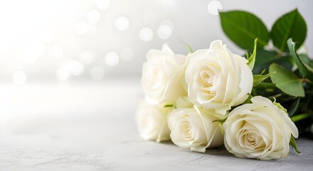 Elegant white roses on gray background with bokeh lights