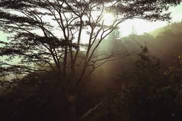 Naklejka premium sunrise in the forest