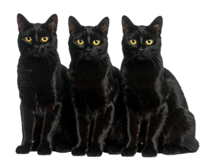 Three sleek black cats with bright yellow eyes, sitting together