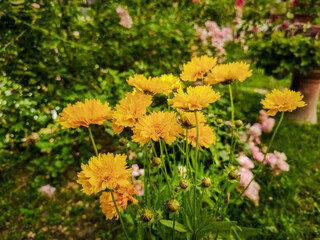 Beautiful colorful flower .yellow daisy .Coreopsis grandiflora