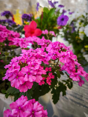 Obraz premium Verbena (Verbena hybrida) in various colors