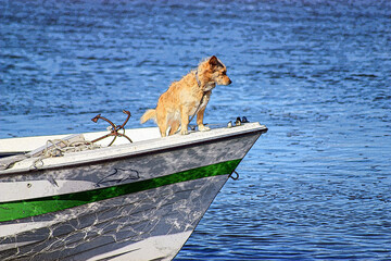 cachorro no barco