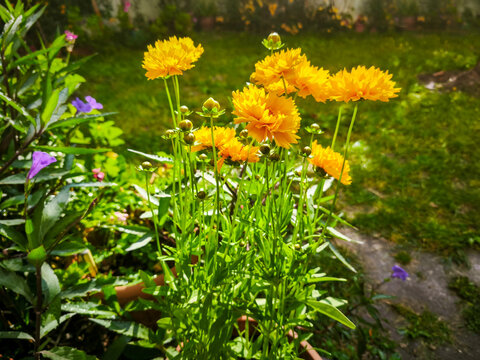 Beautiful colorful flower .yellow daisy .Coreopsis grandiflora - Powered by Adobe
