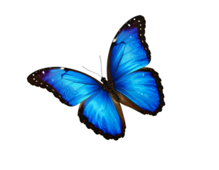 Vivid blue butterfly with iridescent wings in flight