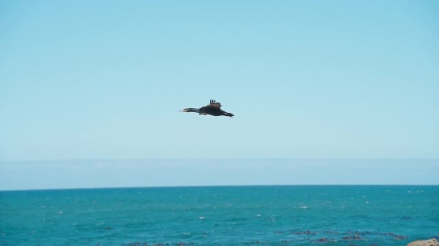 Slow motion, a cormorant flying over the rocks on the coast