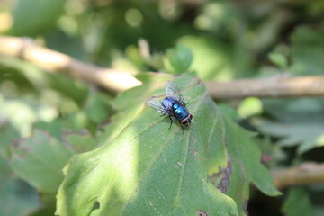 Housfly or green bottle Fly setting on Chrysanthemum flowers and Leaves