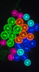 Microscopic View of Bioengineered Cells Glowing in Different Colors