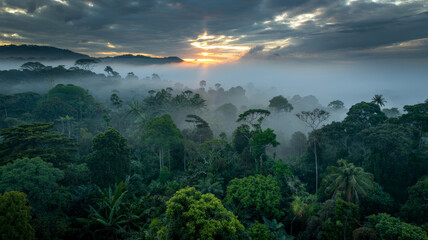Misty jungle canopy at sunrise sunlight piercing through clouds creating a mystical and serene atmosphere over the lush forest.