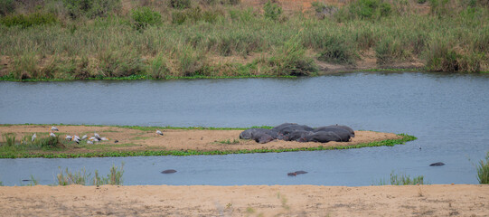 Hippopotamus - Hippo, in Kruger Nationalpark South Africa