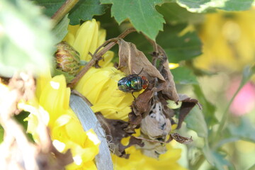 Housfly or green bottle Fly setting on Chrysanthemum flowers and Leaves