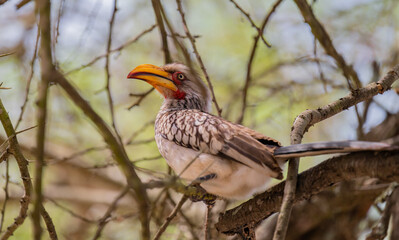 Yellow Billed Hornbill in the bush of Kruger National Park South Africa