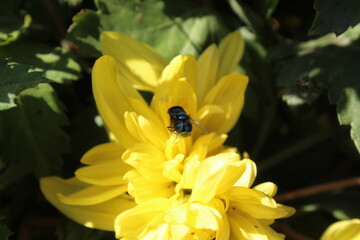 Obraz premium Housfly or green bottle Fly setting on Chrysanthemum flowers and Leaves