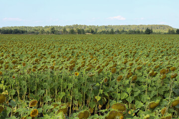 ripening of the oilseed crop - sunflower in a farmer's field