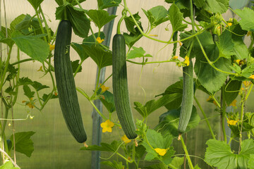Growing unusual long cucumbers (lat. Cucumis melo convar. flexuosus) in a greenhouse