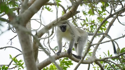 A series of shots showing a black-faced long-tailed monkey moving agilely on the branches