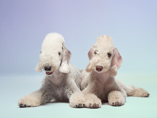Bedlington Terriers rest together in a relaxed position on a blended pastel background. Their soft,...