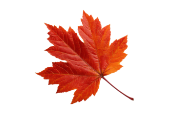 Single vibrant red orange maple leaf isolated on black background autumn fall, Isolated On Transparent Background, Png