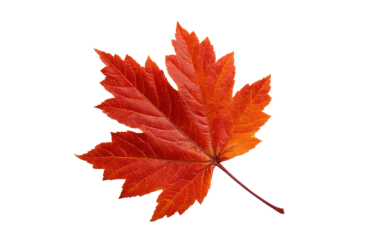 Single vibrant red orange maple leaf isolated on black background autumn fall, Isolated On Transparent Background, Png - Powered by Adobe