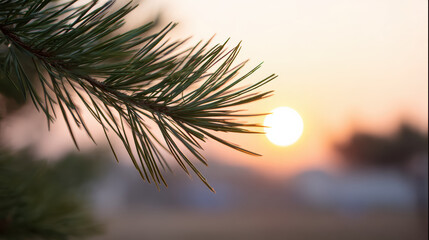 Calm pine branch with needle in soft winter sun light. peaceful nature background at sunset, hopeful concept for new beginning