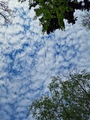 Blue sky with clouds and tree branches
