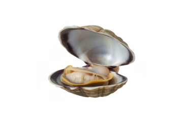 Open clam with visible flesh and yellow mantle isolated on a transparent background