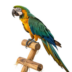 Colorful macaw perched on a wooden stand isolated on transparent background