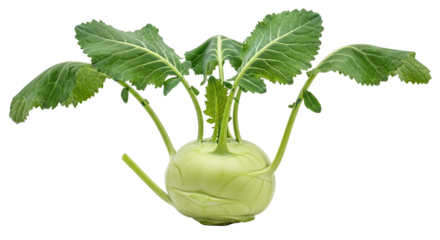Fresh kohlrabi with pale green bulb and leafy stems—crisp texture and mild flavor, used in cooking raw or cooked