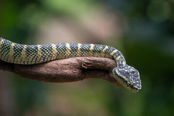 Wagler's pit viper on tree branch, A close-up shot of a Wagler's pit viper