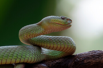 Green viper snake closeup face, Sunda white lipped pit viper slithering on a tree branch