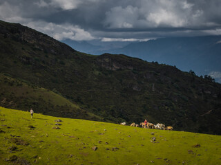 Aerial view of horses graze on the vibrant green slopes beneath the imposing Chele La Pass, framed by dramatic, dark clouds, Ha, Haa, Bhutan.
